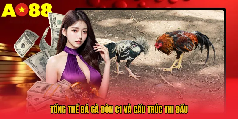 Tổng thể Đá gà đòn C1 và cấu trúc thi đấu